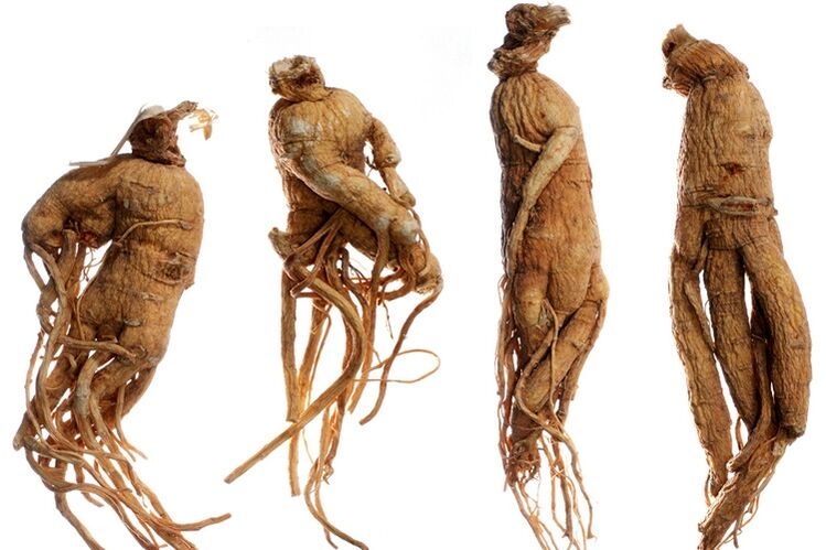 akar ginseng untuk pembesaran zakar
